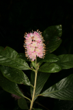 Clethra alnifolia 'Ruby Spice' RCP08-07 384.jpg